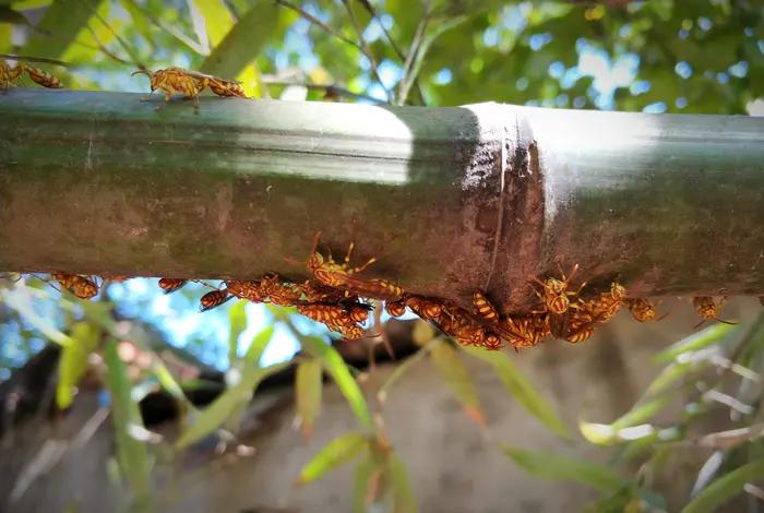 馬蜂是什么蜂（馬蜂的簡要介紹）