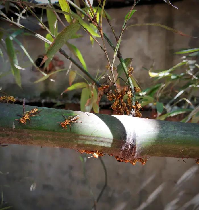 馬蜂是什么蜂（馬蜂的簡要介紹）