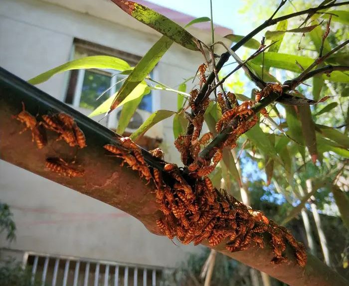 馬蜂是什么蜂（馬蜂的簡要介紹）
