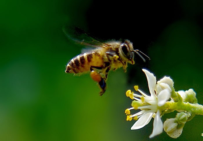 蜂王出臺幾天分蜂？