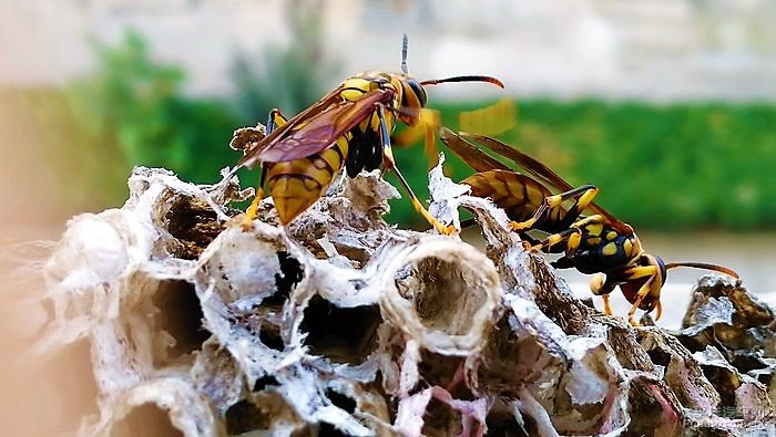 胡蜂養(yǎng)殖前景與市場(chǎng)（胡蜂養(yǎng)殖前景怎么樣）