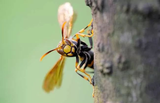胡蜂養(yǎng)殖前景與市場(chǎng)（胡蜂養(yǎng)殖前景怎么樣）