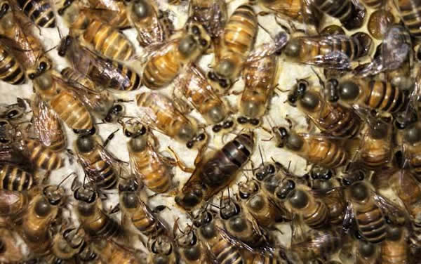 【蜜蜂知識(shí)】常見(jiàn)的中蜂王品種