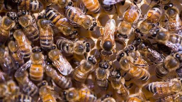 【蜜蜂知識(shí)】常見(jiàn)的中蜂王品種