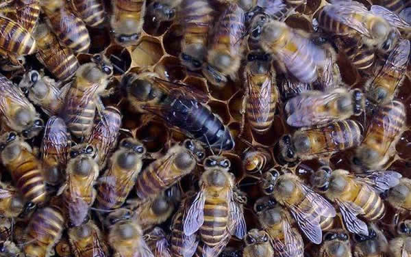 【蜜蜂知識(shí)】常見(jiàn)的中蜂王品種