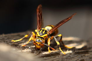 黃蜂有蜂蜜嗎（黃蜂的生活習性）