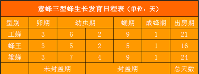 蜜蜂是完全變態發育嗎（蜜蜂的完全變態發育過程）