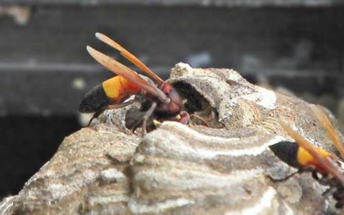 黃腰虎頭蜂是保護(hù)動物嗎（黃腰虎頭蜂的介紹）