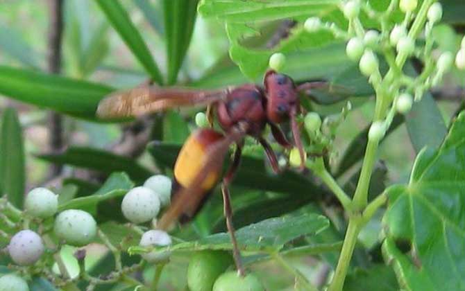 黃腰虎頭蜂是保護(hù)動物嗎（黃腰虎頭蜂的介紹）