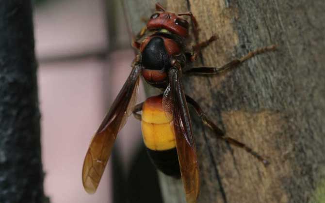 黃腰虎頭蜂是保護(hù)動物嗎（黃腰虎頭蜂的介紹）