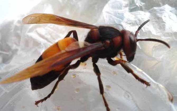 黃腰虎頭蜂是保護(hù)動物嗎（黃腰虎頭蜂的介紹）