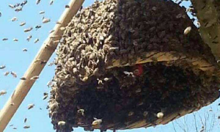 中蜂囊狀幼蟲病如何防治？