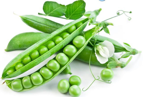 蠶豆與豌豆的區別是什么（蠶豆與豌豆的區別）