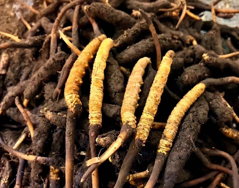冬蟲(chóng)夏草究竟是蟲(chóng)還是草