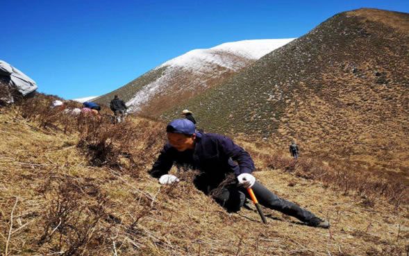 冬蟲(chóng)夏草究竟是蟲(chóng)還是草