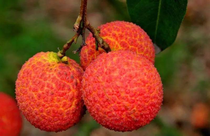 荔枝什么時(shí)候成熟季節(jié)（荔枝的成熟時(shí)間和種植方法）