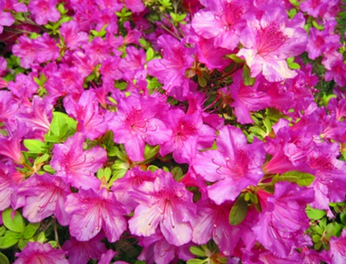 小葉杜鵑花怎么養(yǎng)才好看  小葉杜鵑花的養(yǎng)殖方法和注意事項