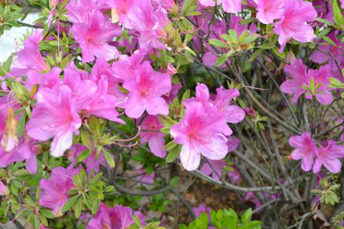 小葉杜鵑花怎么養(yǎng)才好看  小葉杜鵑花的養(yǎng)殖方法和注意事項