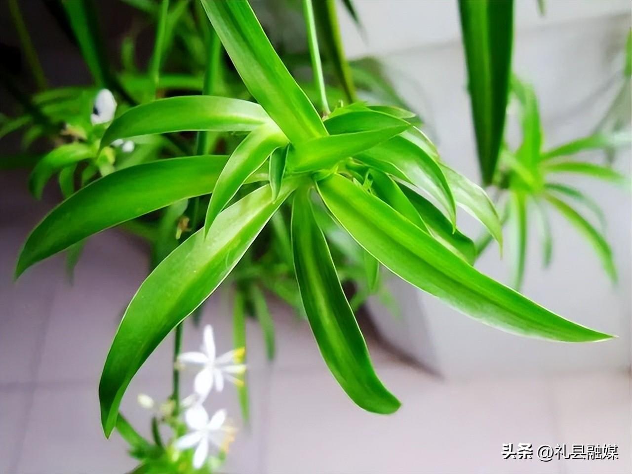 吊籃都有哪些品種圖片（常見(jiàn)的18個(gè)吊蘭種類及圖片）