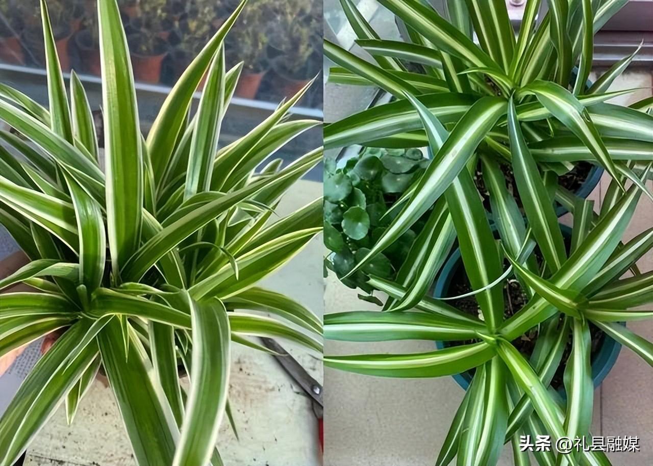 吊籃都有哪些品種圖片（常見(jiàn)的18個(gè)吊蘭種類及圖片）