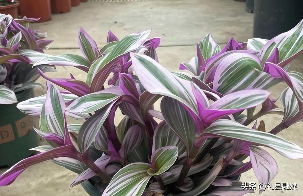 吊籃都有哪些品種圖片（常見(jiàn)的18個(gè)吊蘭種類及圖片）