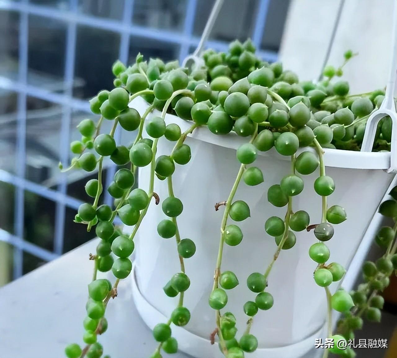 吊籃都有哪些品種圖片（常見(jiàn)的18個(gè)吊蘭種類及圖片）