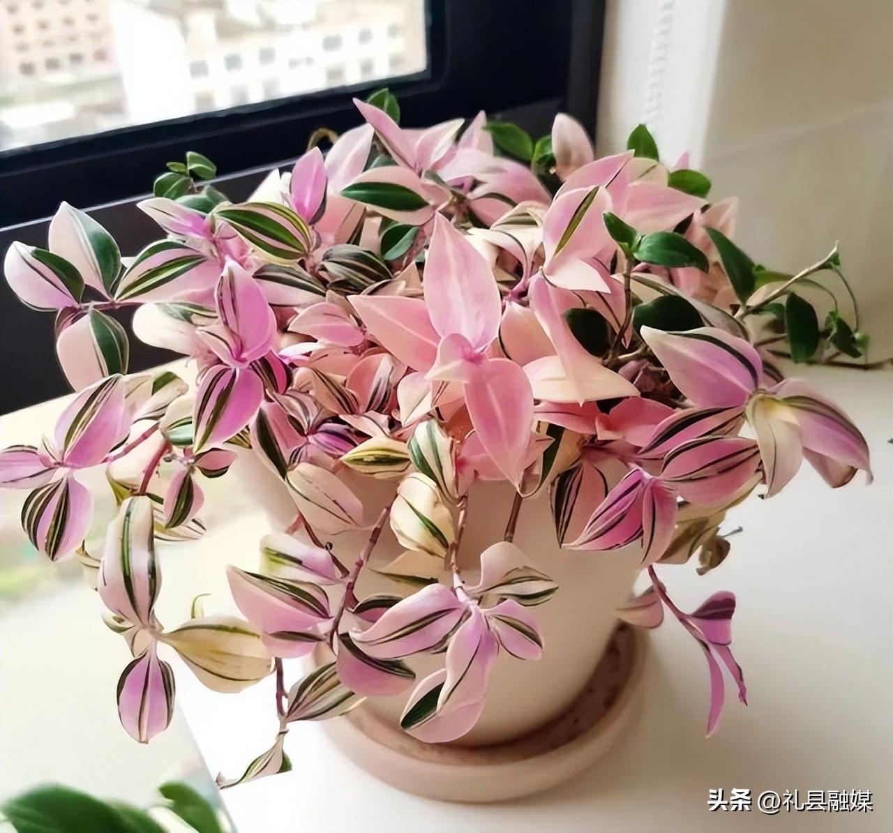 吊籃都有哪些品種圖片（常見(jiàn)的18個(gè)吊蘭種類及圖片）