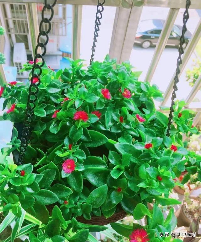 吊籃都有哪些品種圖片（常見(jiàn)的18個(gè)吊蘭種類及圖片）