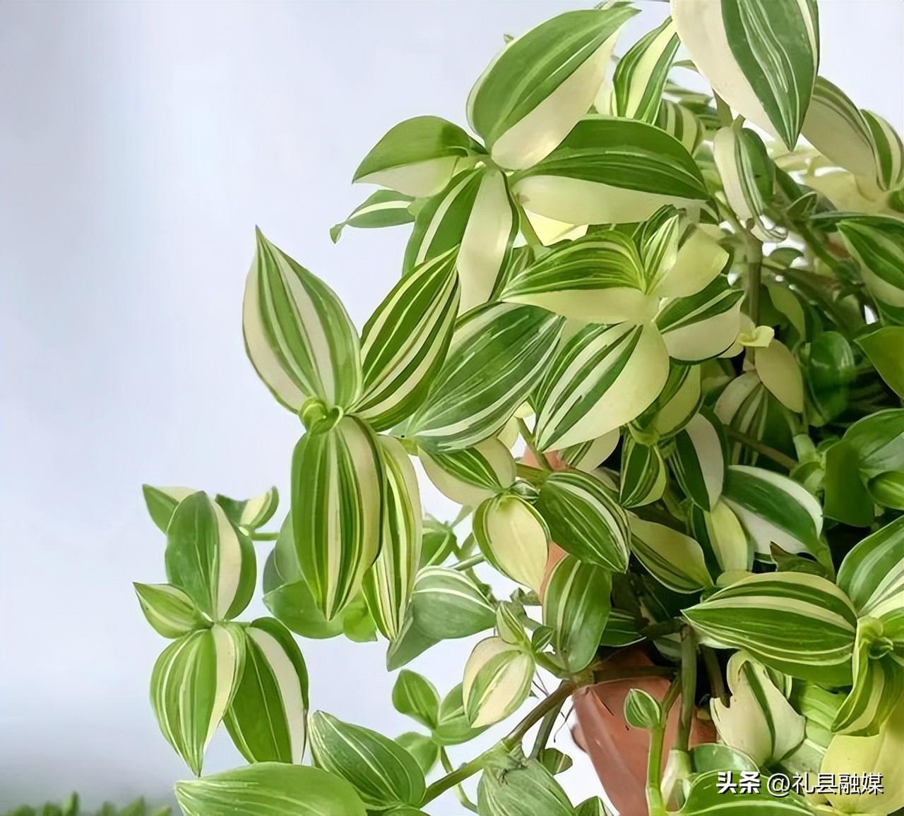 吊籃都有哪些品種圖片（常見(jiàn)的18個(gè)吊蘭種類及圖片）