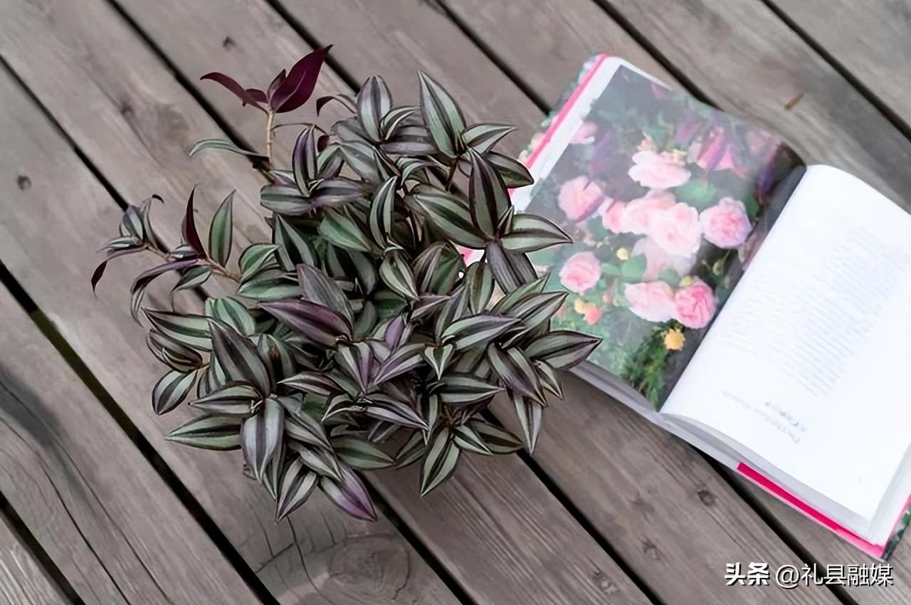 吊籃都有哪些品種圖片（常見(jiàn)的18個(gè)吊蘭種類及圖片）