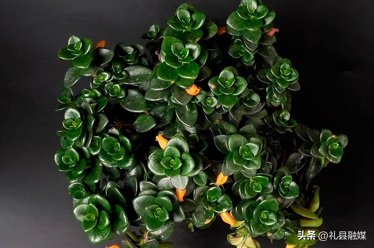 吊籃都有哪些品種圖片（常見(jiàn)的18個(gè)吊蘭種類及圖片）