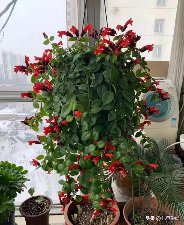 吊籃都有哪些品種圖片（常見(jiàn)的18個(gè)吊蘭種類及圖片）