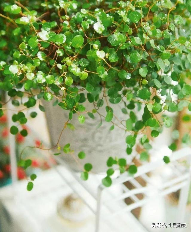 吊籃都有哪些品種圖片（常見(jiàn)的18個(gè)吊蘭種類及圖片）