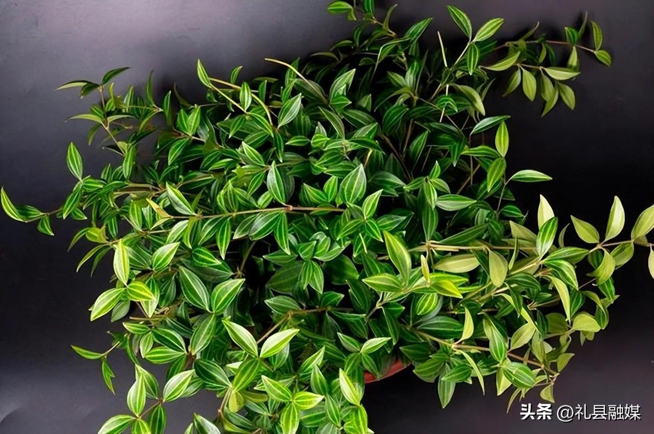 吊籃都有哪些品種圖片（常見(jiàn)的18個(gè)吊蘭種類及圖片）