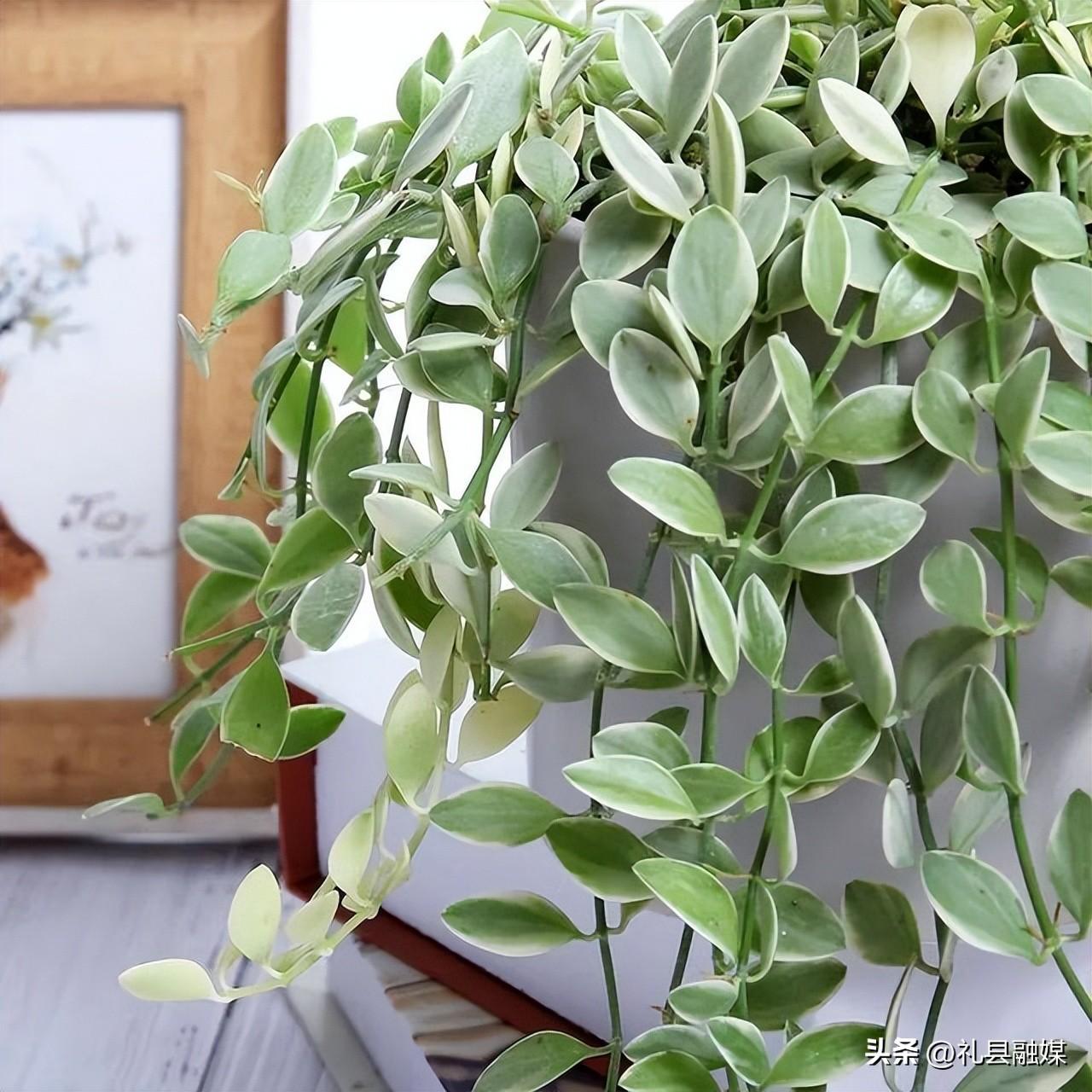 吊籃都有哪些品種圖片（常見(jiàn)的18個(gè)吊蘭種類及圖片）