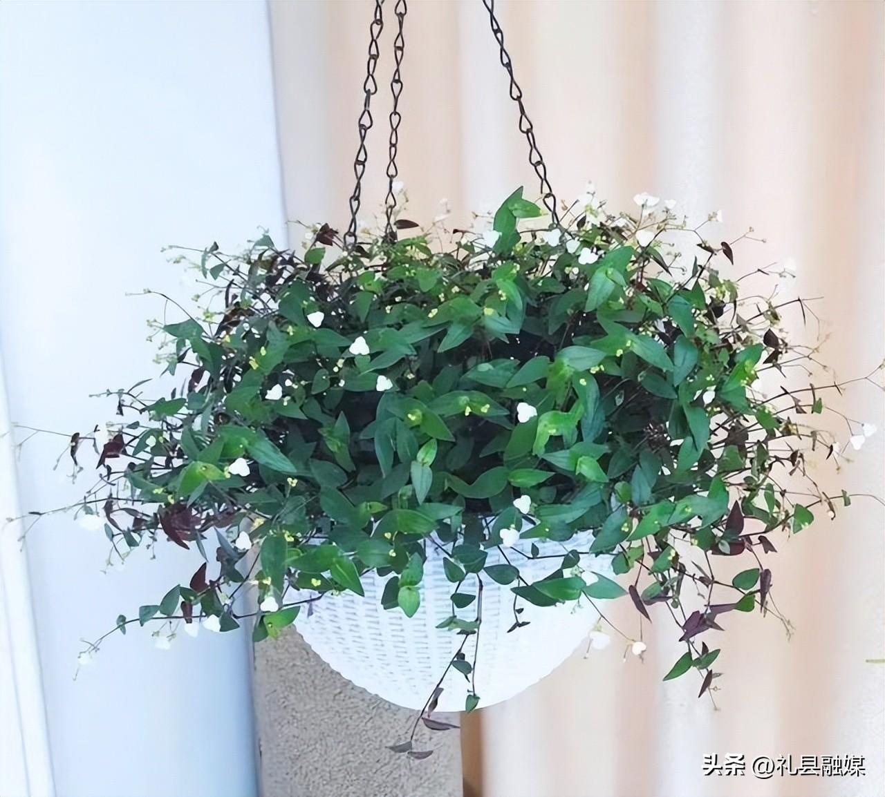 吊籃都有哪些品種圖片（常見(jiàn)的18個(gè)吊蘭種類及圖片）