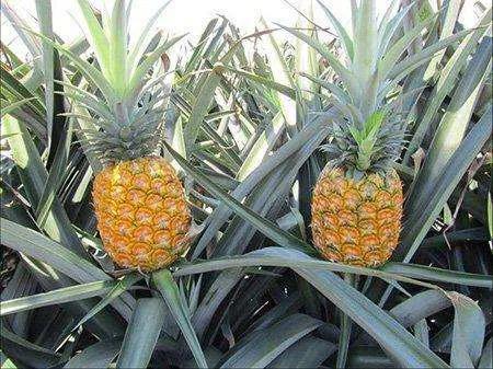 菠蘿長(zhǎng)在樹(shù)上還是地上（菠蘿生長(zhǎng)過(guò)程和種植方法）