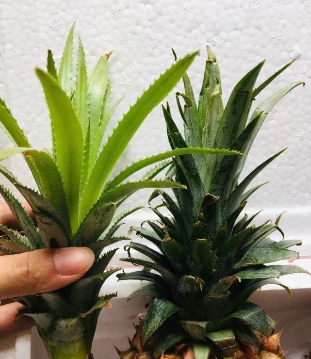 菠蘿長(zhǎng)在樹(shù)上還是地上（菠蘿生長(zhǎng)過(guò)程和種植方法）