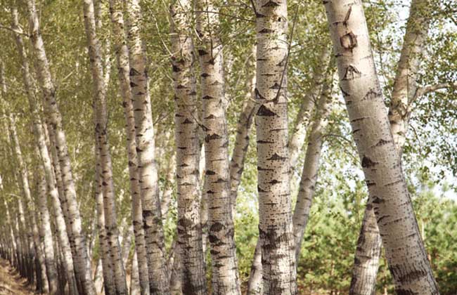 柏楊樹(shù)是什么植物（了解柏楊樹(shù)的特點(diǎn)和栽培方法）