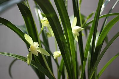 劍蘭的養殖方法和注意事項大全（劍蘭的日常養護）