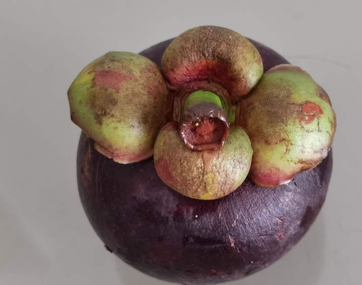 山竹長(zhǎng)在土里還是樹上（山竹生長(zhǎng)的地方和栽培技術(shù)）