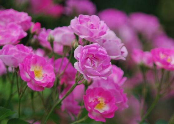 薔薇幾月開花（薔薇開花時(shí)間）