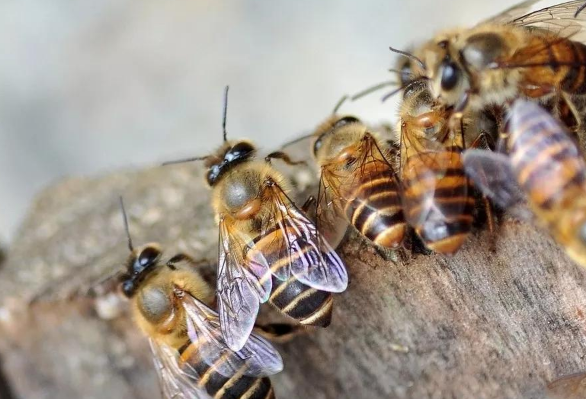 雄蜂的職責是干什么的（雄蜂的用處）