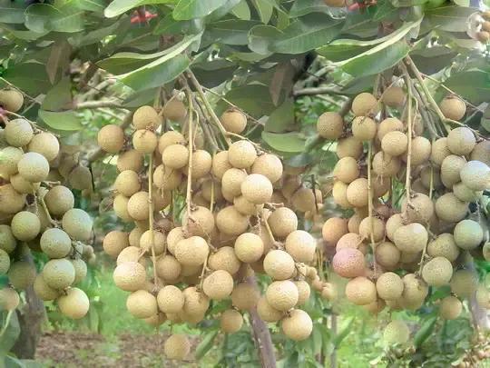 龍眼產地在哪里（十大優(yōu)質龍眼產地）