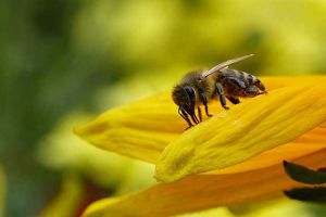 夢見蜜蜂是什么預(yù)兆？