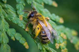 現(xiàn)在養(yǎng)蜜蜂還能賺錢嗎？