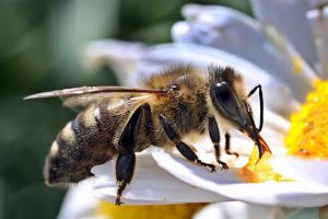 定點(diǎn)養(yǎng)蜂一人最多能養(yǎng)多少箱？