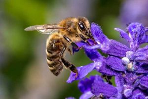 蜜蜂有哪些特點(diǎn)？