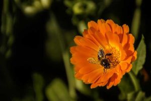 蜜蜂釀蜜步驟是怎樣的？