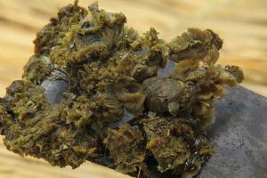 蜂膠有哪些副作用與禁忌？